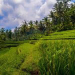 What to Do in Ubud for A Perfect One-Day Vacation