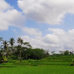 Vacation Idea: 10 Best Things to do in Ubud